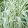 Arundo donax Aureovariegata - Olasznád