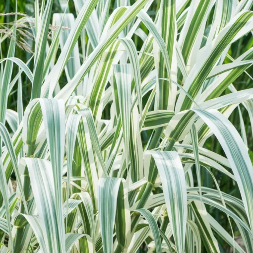 Arundo donax Aureovariegata - Olasznád