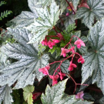 Begónia (Begonia)