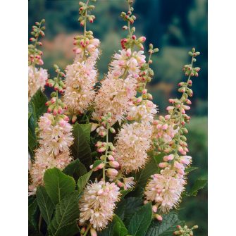 Borscserje (Clethra)