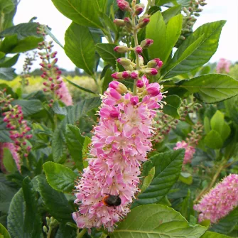 Borscserje (Clethra)