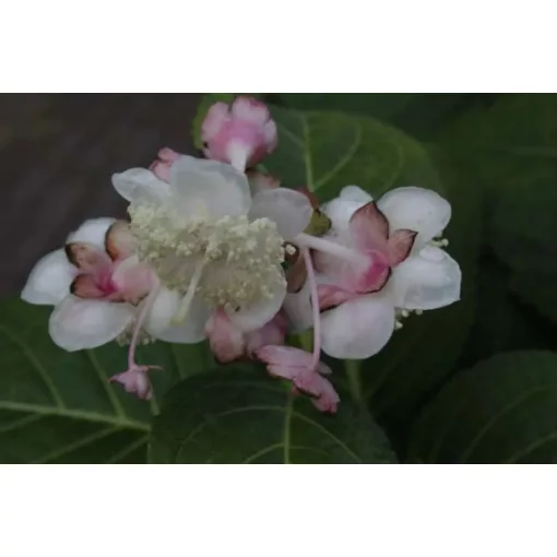 Deinanthe bifida Pink Kii - Hamis hortenzia