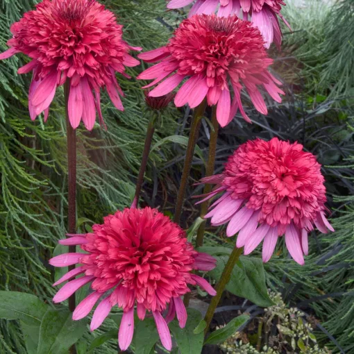 Echinacea Supreme Elegance - Kasvirág