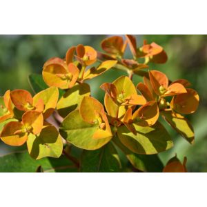 Euphorbia griffithii Beauty Orange - Rózsás kutyatej