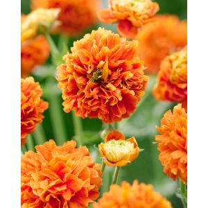 Geum Orange Pumpkin - Gyömbérgyökér