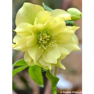   Helleborus orientalis Double Ellen Yellow - Telt sárga keleti hunyor