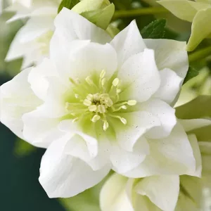   Helleborus orientalis Double White - Telt fehér keleti hunyor