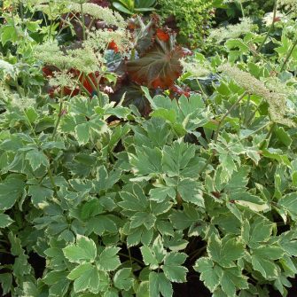 Mestergyökér (Peucedanum)