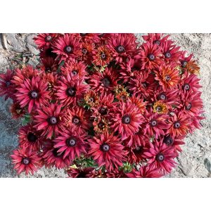 Rudbeckia Flamenco True Red  - Kúpvirág