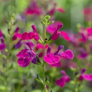 Salvia greggii Viola's Darling - Őszi zsálya