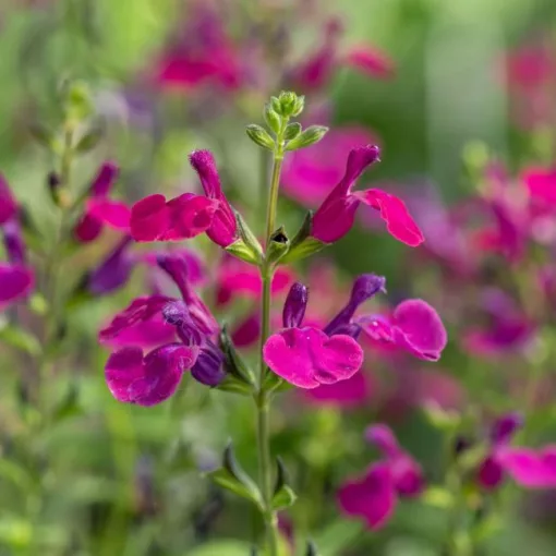 Salvia greggii Viola's Darling - Őszi zsálya
