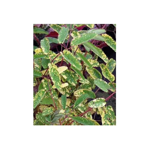 Sanguisorba obtusa Lemon Splash - Vérfű