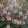 Tiarella Raspberry Sundae - Turbántok