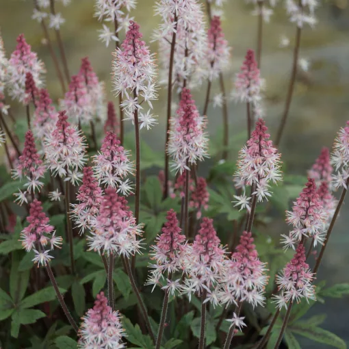 Tiarella Raspberry Sundae - Turbántok