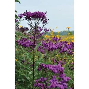 Vernonia gigantea - Óriás vernónia