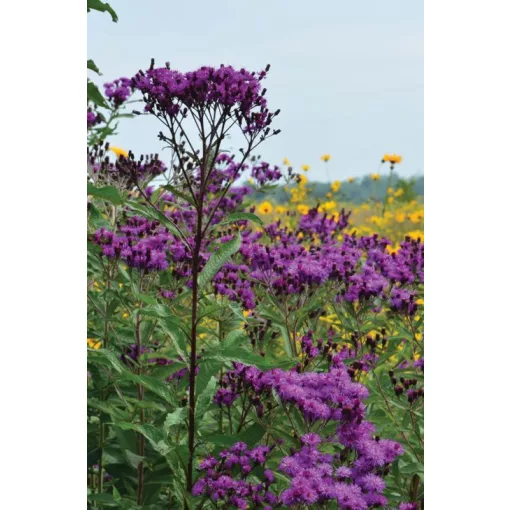 Vernonia gigantea - Óriás vernónia
