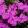 Aubrieta x cultorum Florado Neon Pink - Pázsitviola