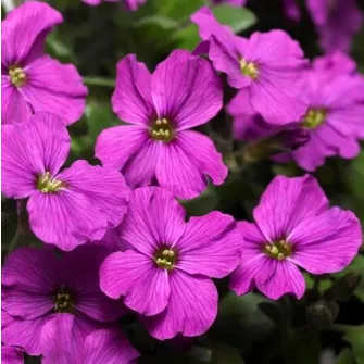 Pászitviola (Aubrieta)