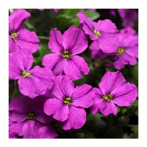 Aubrieta x cultorum Florado Neon Pink - Pázsitviola