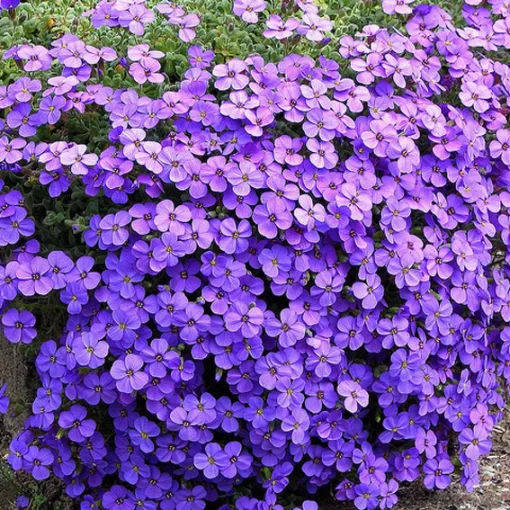 Aubrieta x cultorum Kitte Blue - Pázsitviola