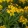 Erysimum Canaries Goldfinch - Repcsény