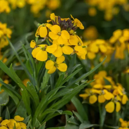 Erysimum Canaries Goldfinch - Repcsény