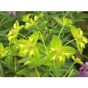 Euphorbia schillingii - Kutyatej