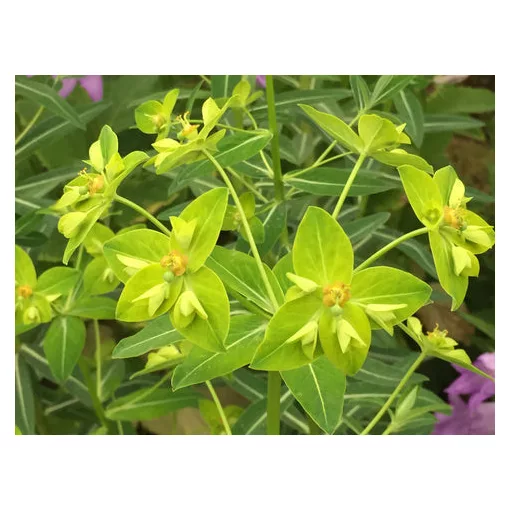 Euphorbia schillingii - Kutyatej