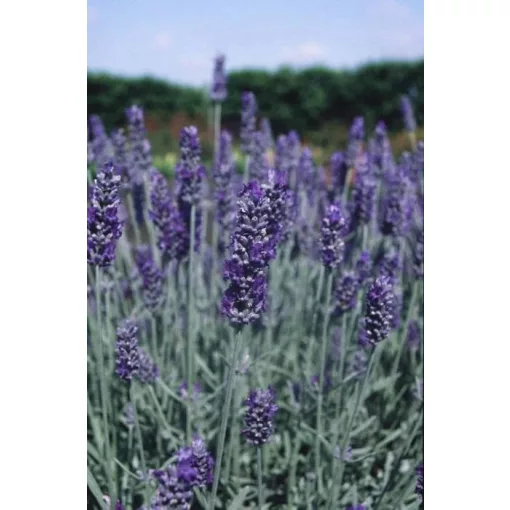 Lavandula x chaytorae Richard Gray - Levendula