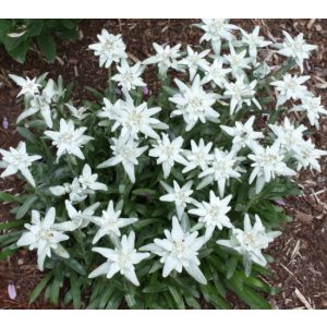 Leontopodium alpinum Matterhorn - Havasi gyopár