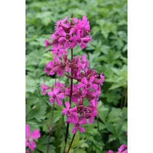 Lychnis viscaria Feuer - Enyves szegfű