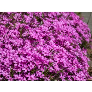 Phlox subulata Zwergenteppich  - Árlevelű lángvirág