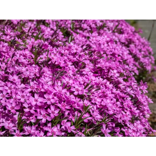 Phlox subulata Zwergenteppich  - Árlevelű lángvirág