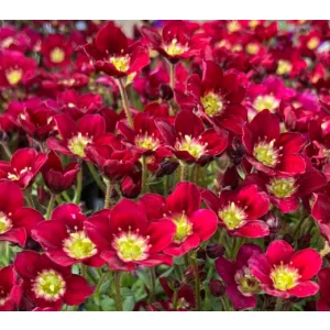 Saxifraga x arendsii Alpino Early Deep Red - Kőtörőfű