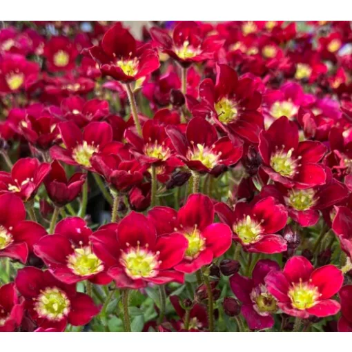 Saxifraga x arendsii Alpino Early Deep Red - Kőtörőfű