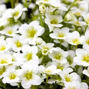 Saxifraga x arendsii Alpino Early White - Kőtörőfű