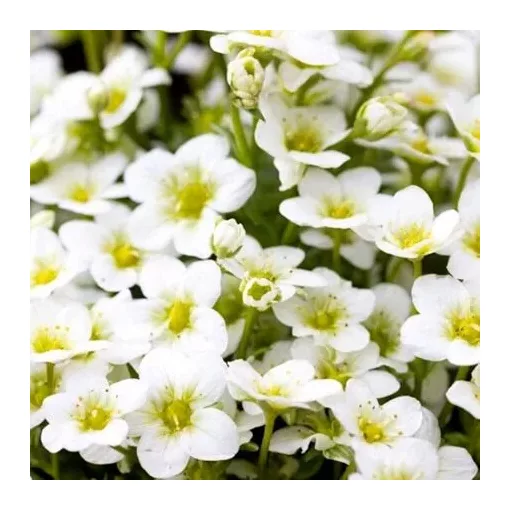 Saxifraga x arendsii Alpino Early White - Kőtörőfű