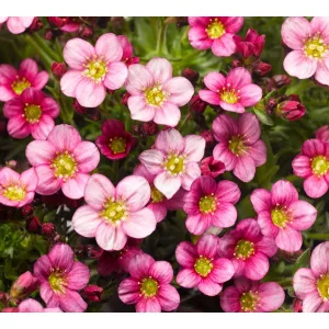 Saxifraga x arendsii Alpino Pink - Kőtörőfű