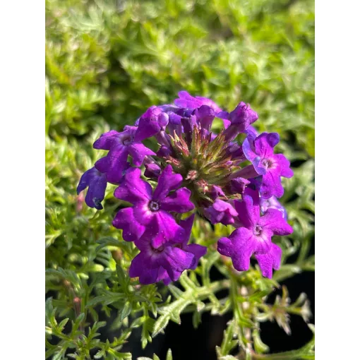 Verbena tenuisecta - Moha vasfű