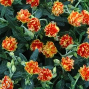 Helianthemum Birch Double - Napvirág