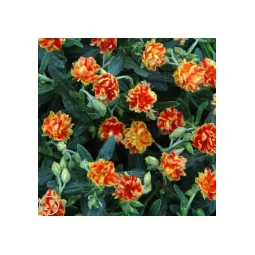 Helianthemum Birch Double - Napvirág