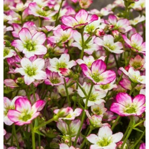 Saxifraga arendsii Alpino Picotee - Kőtörőfű
