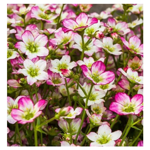 Saxifraga arendsii Alpino Picotee - Kőtörőfű