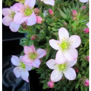 Saxifraga arendsii ICE C. Apple Blossom - Kőtörőfű