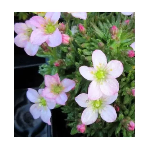 Saxifraga arendsii ICE C. Apple Blossom - Kőtörőfű