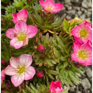 Saxifraga arendsii Alpino Magic Salmon - Kőtörőfű
