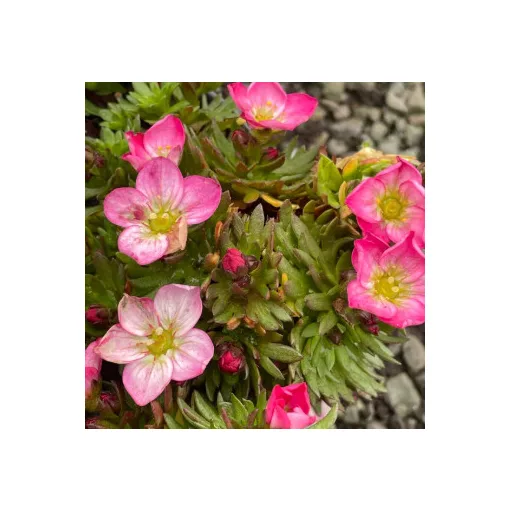 Saxifraga arendsii Alpino Magic Salmon - Kőtörőfű