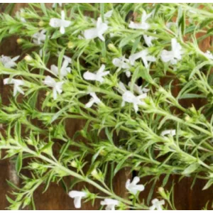 Satureja hortensis - Borsikafű
