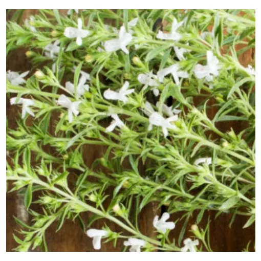 Satureja hortensis - Borsikafű