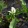 Calla palustris - Sárkánygyökér